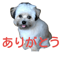 [LINEスタンプ] うちのあず