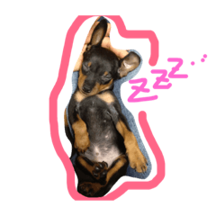 [LINEスタンプ] バロンとルルラブ。ミニピン・レトリバー。