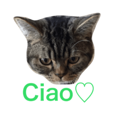 [LINEスタンプ] ミセスHの猫達  ver.2