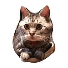 [LINEスタンプ] 僕の名前はたまです.