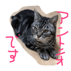 [LINEスタンプ] Cat Antonio