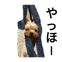 [LINEスタンプ] 山本家のアイドルくいんちゃん
