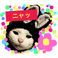 [LINEスタンプ] オッドアイcatホワとアメショーもも