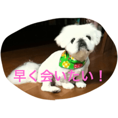 [LINEスタンプ] ペキニーズのぴぐもん君