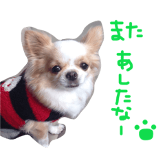 [LINEスタンプ] チワワのたまこサン(大分弁が出ちゃうワン)