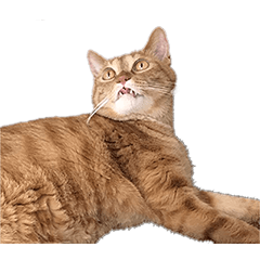 [LINEスタンプ] 猫のむぎちゃん