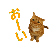 [LINEスタンプ] 帰ってきた にゃんず