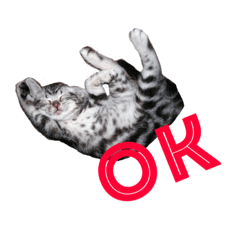 [LINEスタンプ] 可愛すぎるニャンコ