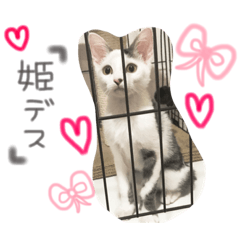 [LINEスタンプ] ひめにゃん♡ラブ