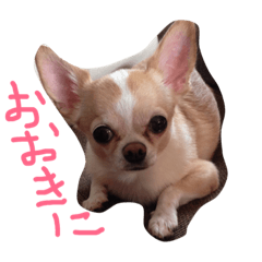 [LINEスタンプ] mamemamemameta