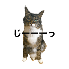 [LINEスタンプ] ネコ様なのである。。