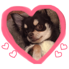 [LINEスタンプ] 可愛いチワワのひなちゃん