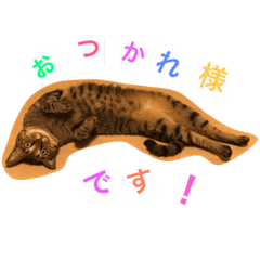 [LINEスタンプ] 猫の良美