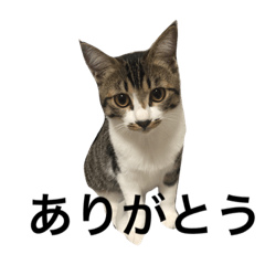 [LINEスタンプ] キジシロ猫のごまちゃん