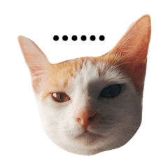 [LINEスタンプ] Masters Cat
