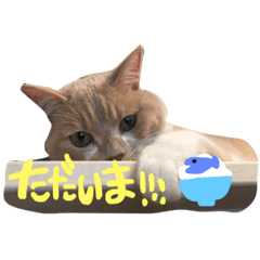 [LINEスタンプ] Cats momimoca