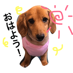 [LINEスタンプ] 今日のダックス。