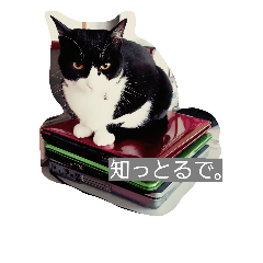 [LINEスタンプ] my ねこ
