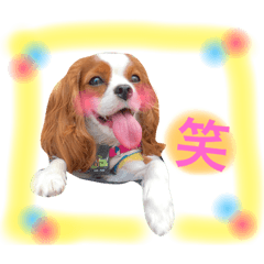 [LINEスタンプ] ワンコ実写スタンプ☆4・キャバリアさん達