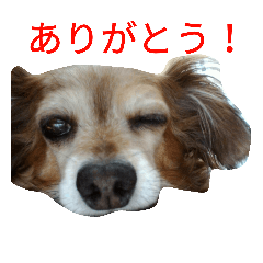 [LINEスタンプ] 二匹の癒しスタンプ♪