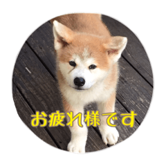 [LINEスタンプ] 秋田犬 種＆玄