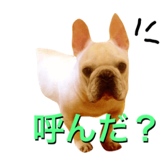 [LINEスタンプ] フレンチブルドッグ エース君