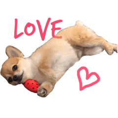[LINEスタンプ] ポメチワししまるとチワワてんちゃんの毎日