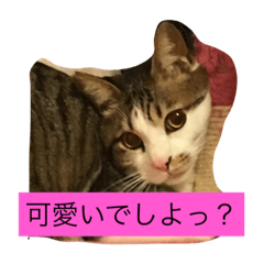 [LINEスタンプ] 我が家のきじしろ男子・にゃあちゃん