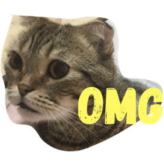 [LINEスタンプ] スコティッシュフォールド つつじ