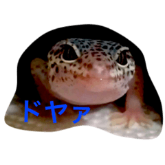 [LINEスタンプ] レオパのネモフィー