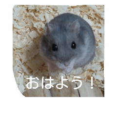 [LINEスタンプ] ハムの1日