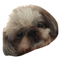 [LINEスタンプ] 可愛い愛犬と昆虫たち