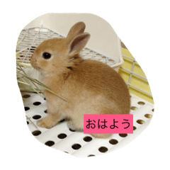 [LINEスタンプ] 我が家のぶ〜さん 