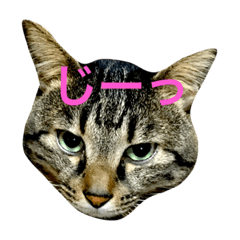 [LINEスタンプ] まちこ家のニャンコ