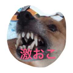 [LINEスタンプ] kuncha