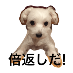 [LINEスタンプ] サリーくんのつぶやき