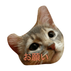 [LINEスタンプ] ノエルのフェイススタンプ2