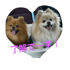 [LINEスタンプ] ポメラニアンのチャッピー＆ジュリア