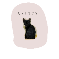 [LINEスタンプ] 子猫スタンプで会話
