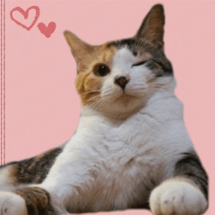 [LINEスタンプ] ねこのねねちゃんスタンプ