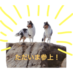 [LINEスタンプ] ティナとコリーの仲間たち