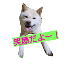 [LINEスタンプ] 白柴ももこちゃんだよ！