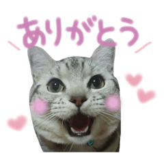 [LINEスタンプ] ＊ゆこめゆち＊