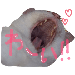 [LINEスタンプ] しらす 猫 1
