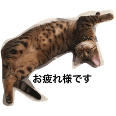 [LINEスタンプ] モモコの猫