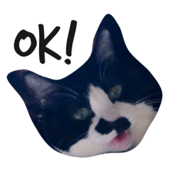 [LINEスタンプ] 白黒ねこのミィちゃん