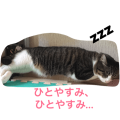 [LINEスタンプ] コテツの日常会話