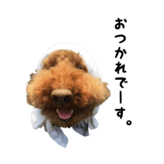 [LINEスタンプ] Hello ！ My name is Qoo