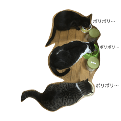 [LINEスタンプ] 五匹の猫の日常