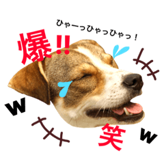 [LINEスタンプ] にこ日和